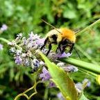 macro insectes lac d'aix les bains